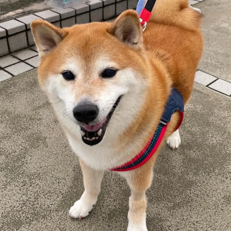 Zbogom, Cheems: legendarni Dogecoin Meme Pooch podlegao je leukemiji sa 12 godina - Cryptoadria.com